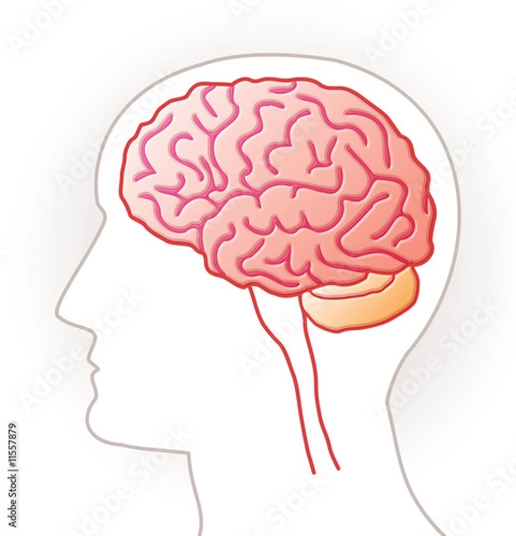 Obraz Cerveau - vue latérale