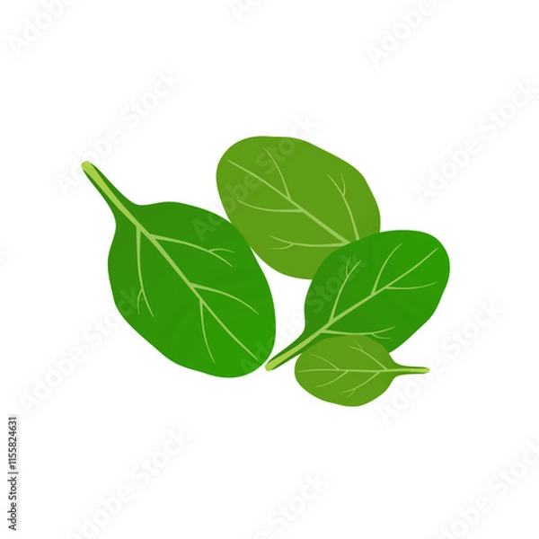 Obraz Fresh green spinach leaves on a white background..eps