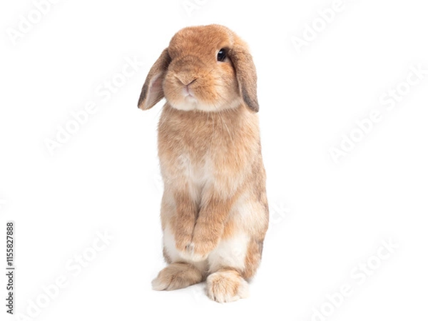 Fototapeta Holland lop rabbit standing  isolated on white background. Orange rabbit standing.