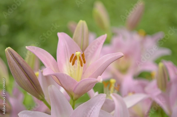 Fototapeta 百合花