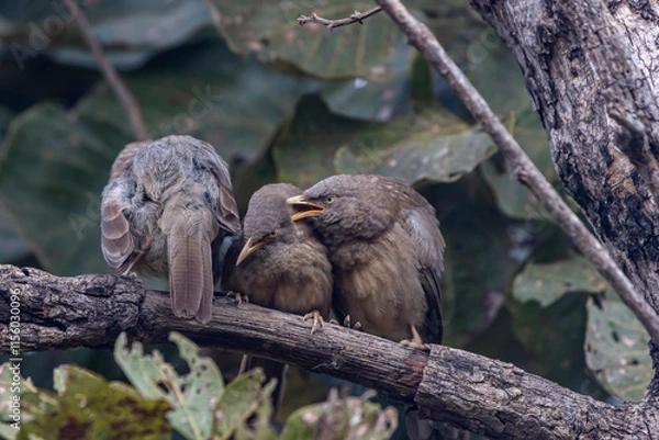 Obraz jungle babbler