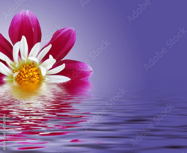 Fototapeta Water flower