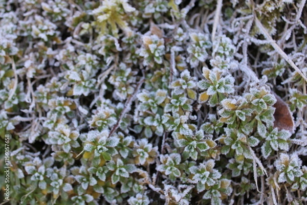 Fototapeta frozen flower in the garden