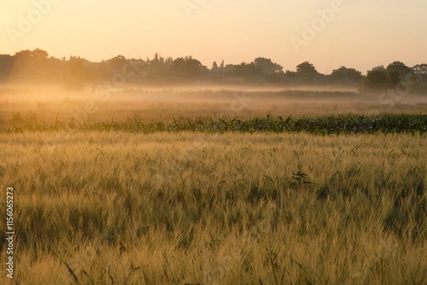 Fototapeta Wheat field covered in fog in the morning light.