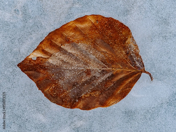 Obraz leaf on ice