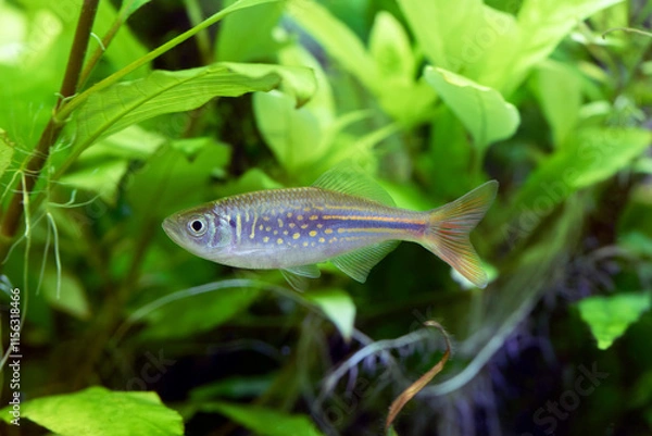 Obraz Devario annandalei - Danio  annandalei
