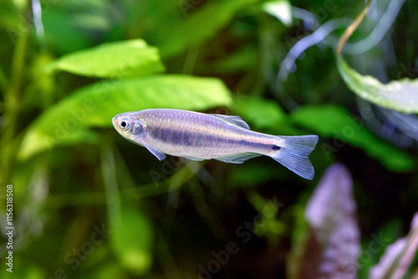 Obraz Black Barred Danio - Danio absconditus