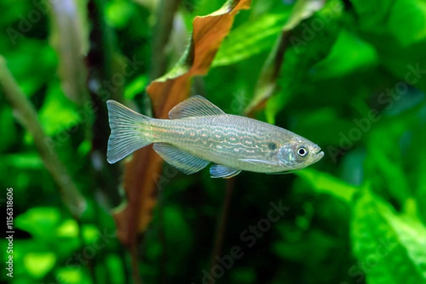 Obraz Danio dangila – Moustached Danio