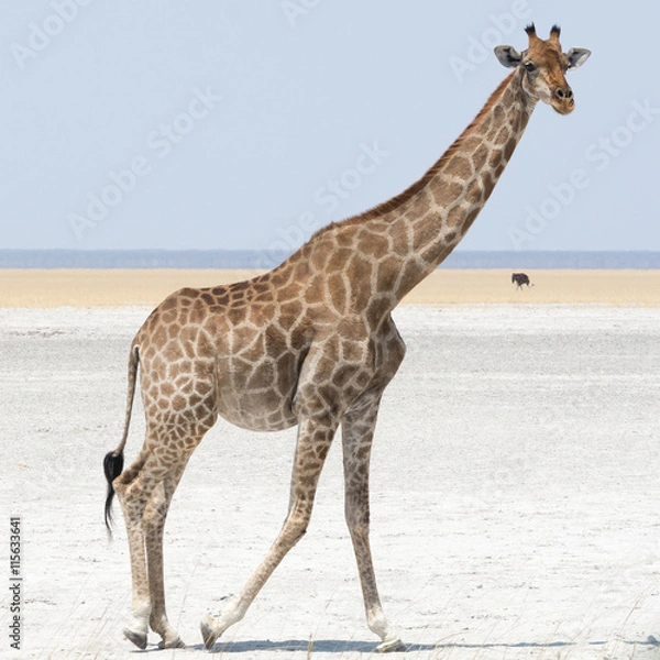 Obraz Giraffe walking at salt pan