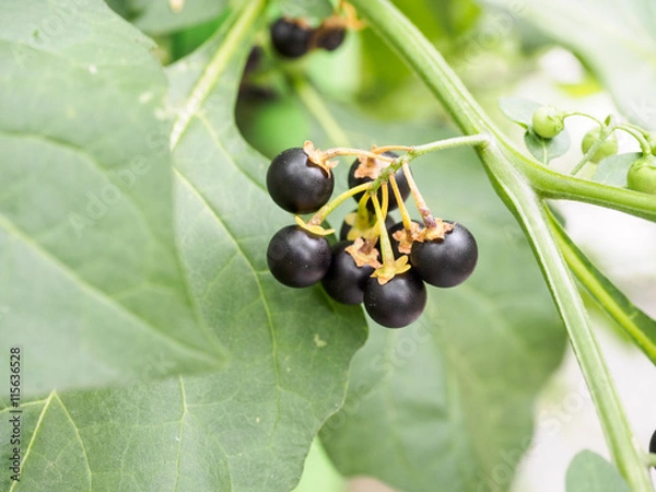 Obraz Black nightshade