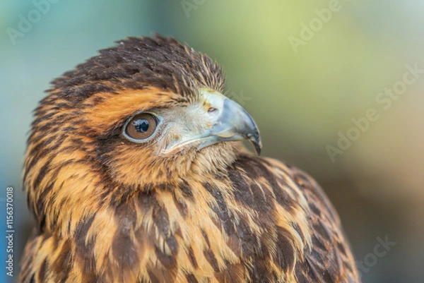 Fototapeta Close-up of the head of a Harris eagle