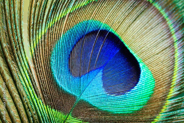 Obraz Macro Peacock Feather