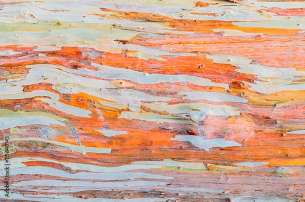 Fototapeta Colorful abstract pattern texture of Eucalyptus tree bark