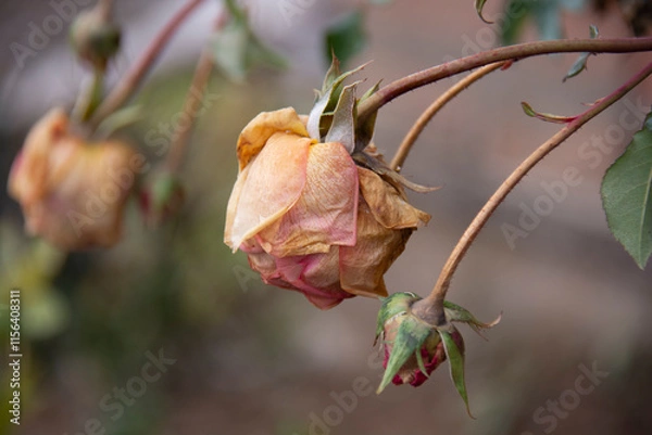 Fototapeta Withered rose on a blurred beige background in the garden in autumn