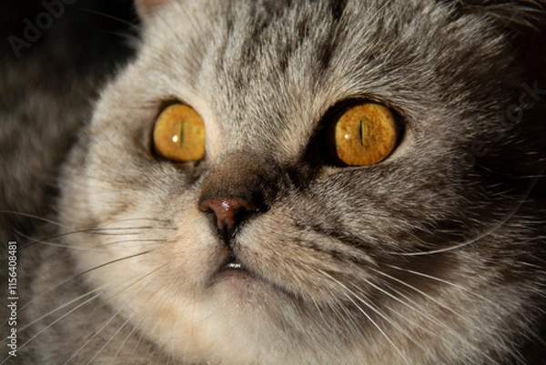 Fototapeta Muzzle of a beautiful British cat with amber eyes illuminated by the sun close-up