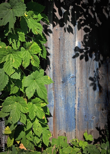 Fototapeta Rustic blue wooden texture with copy space with frame of natural herbal climbing plant in the sunshine
