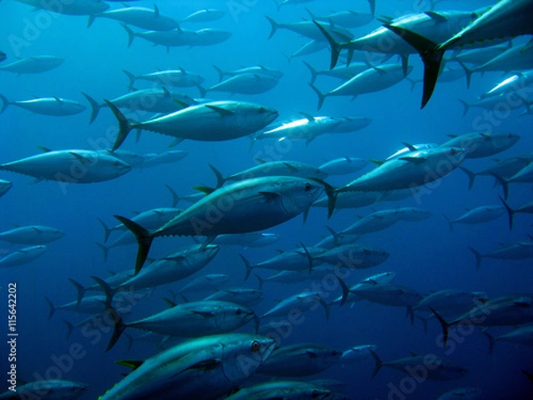 Obraz School of Tuna