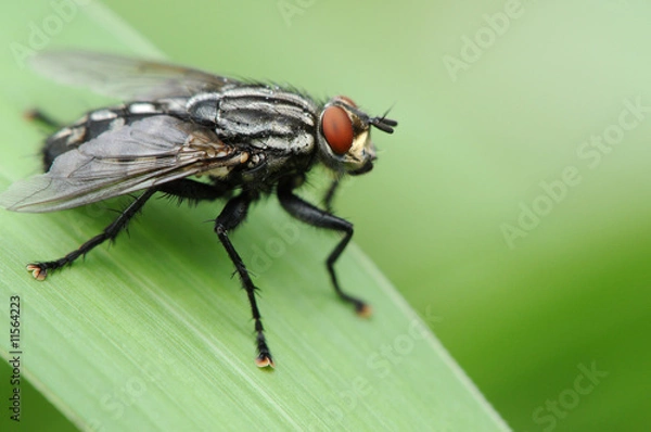 Fototapeta Fliege 9
