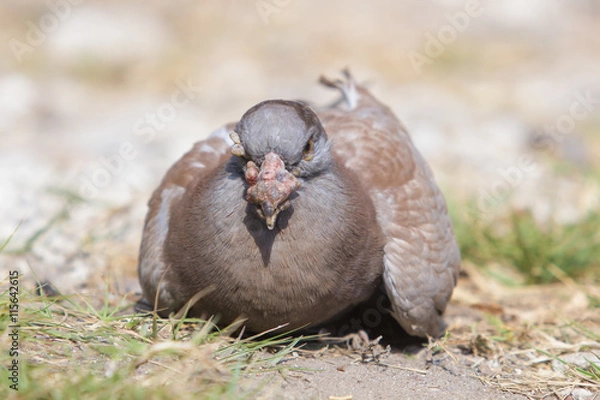 Obraz Dove Intensive Care
