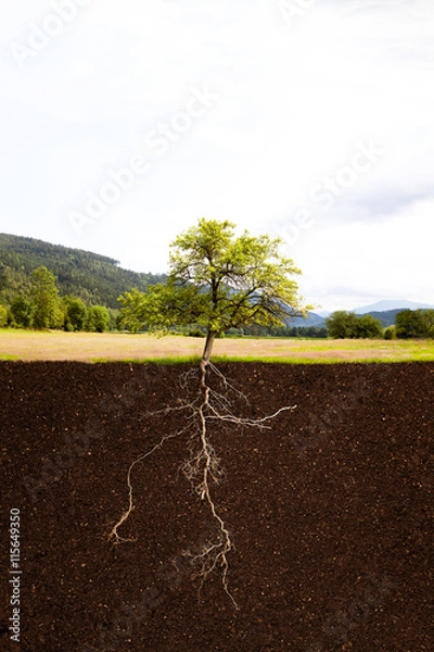 Obraz Baum mit Wurzel