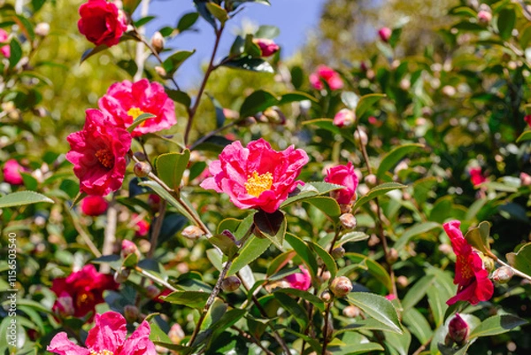 Fototapeta 赤いツバキの花　クローズアップ
