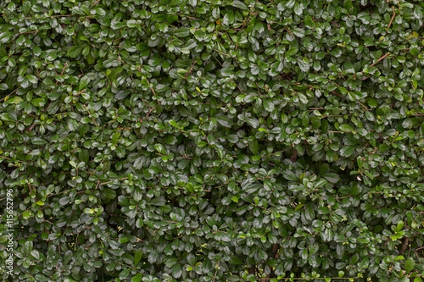 Fototapeta Background wall trees