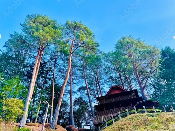 Fototapeta green view of tall trees with villa in the middle of the forest with a bright blue sky background