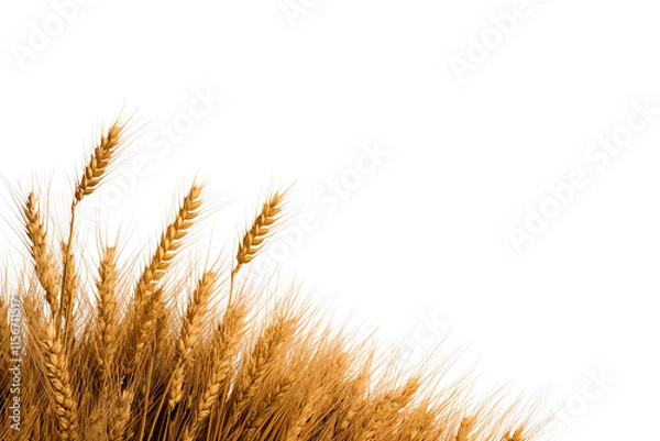 Fototapeta Golden wheat stalks stand tall, showcasing their vibrant color and texture, embodying the essence of harvest and agricultural abundance.