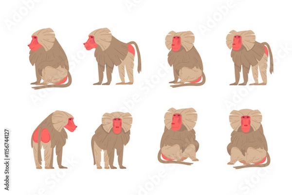 Obraz Set of Macaque. Ape with grey hair and red face. Cartoon style animal. Vector illustration isolated on white background
