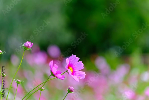 Fototapeta 優雅に揺れるピンクのコスモス