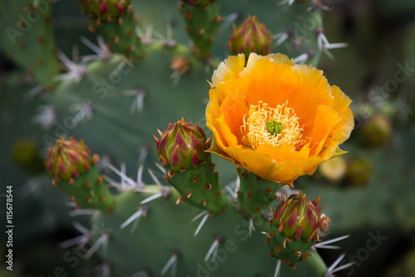 Fototapeta Blooming Prickly Pear