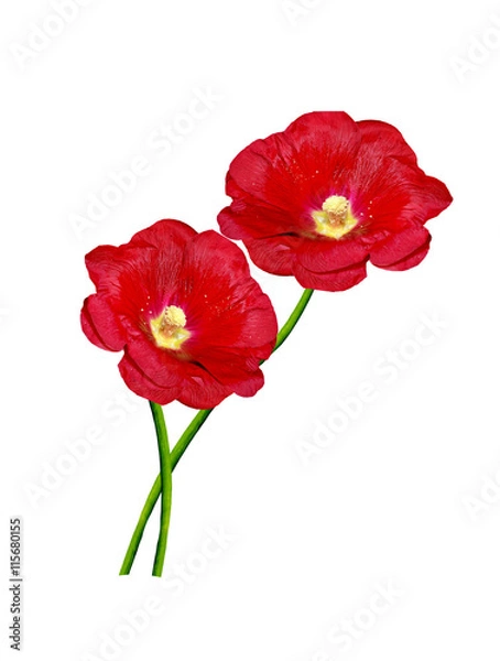 Obraz Flowers bells isolated on white background