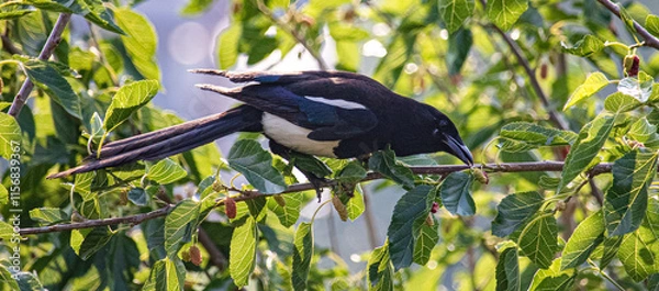 Obraz bird on a branch
