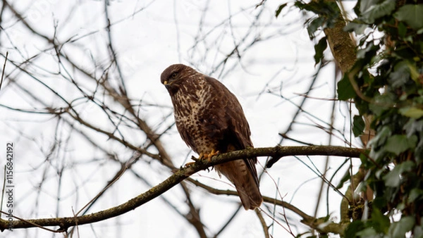 Fototapeta Common Buzzard Perched on a Branch in a Leafless Forest Scene