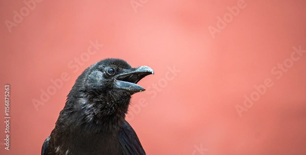 Obraz crow in the Palace Museum,