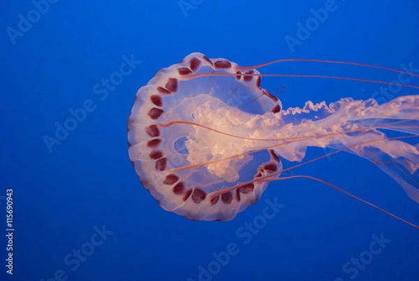Fototapeta Purple-striped Jellyfish