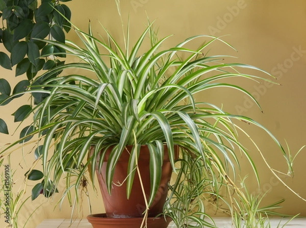 Obraz Roślina domowa