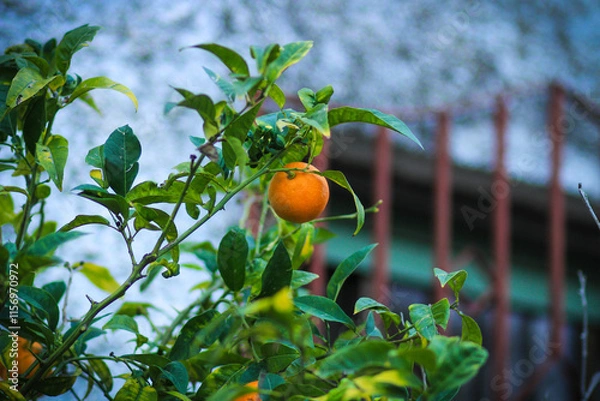 Fototapeta Oranges on a tree . 
Oranges growing on a tree on green leaves background.