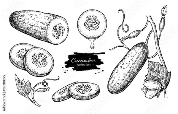Fototapeta Ogórek ręcznie rysowane wektor zestaw. Ogórek na białym tle, pokrojone w plasterki