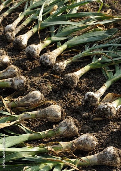 Obraz にんにくの収穫