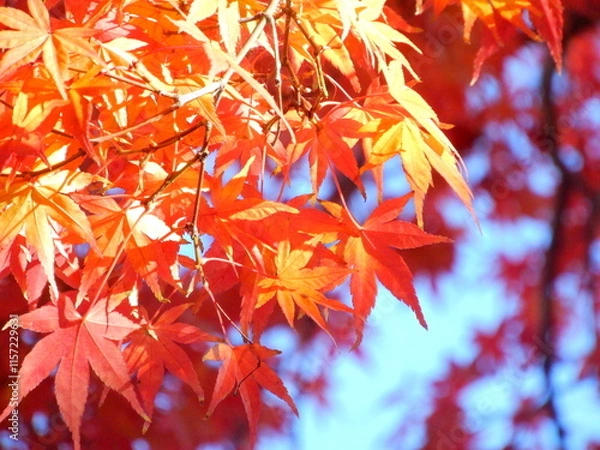 Obraz 青空と真っ紅に染まった楓