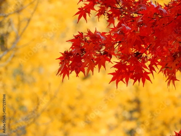 Obraz 黄色に染まったイチョウと鮮やかなもみじ