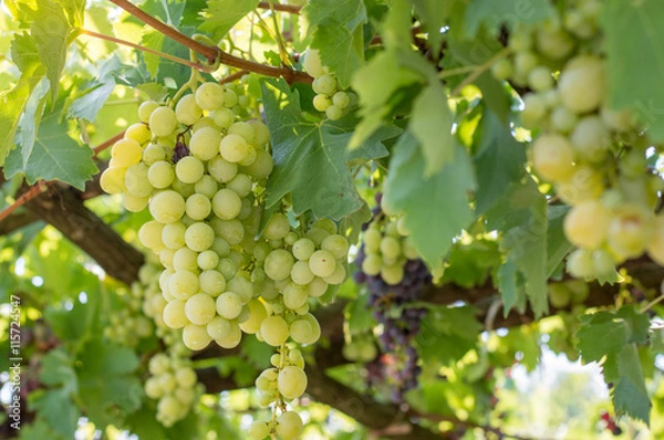 Obraz Fresh grape