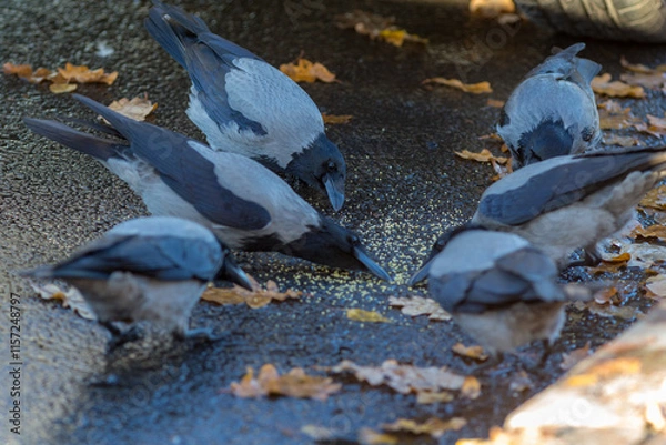 Obraz crows on the road