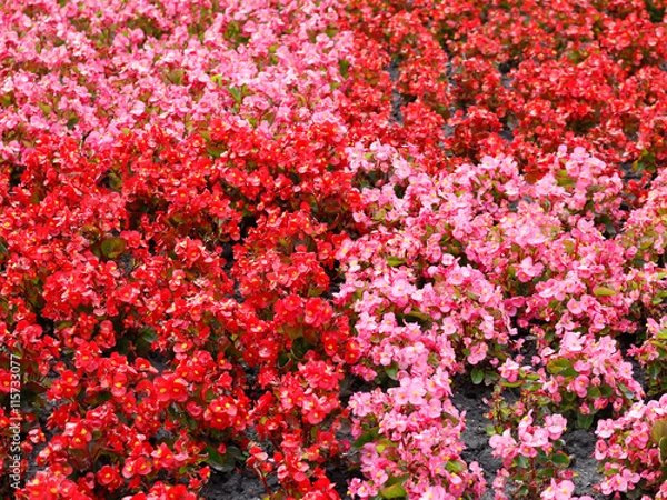 Obraz Flower Background