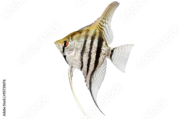 Fototapeta zebra skalary pterophyllum scalare ryby akwariowe izolowane na białym