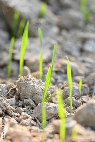 Fototapeta closeup the ripe green soil wheat stitch plant growing with leaves in the farm field with clay soft focus natural green brown background.