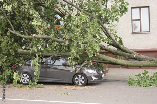 Obraz car destroyed by a fallen tree.