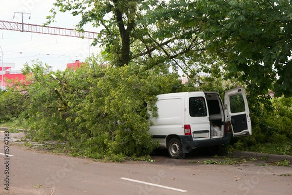 Obraz tree lying the car on street.