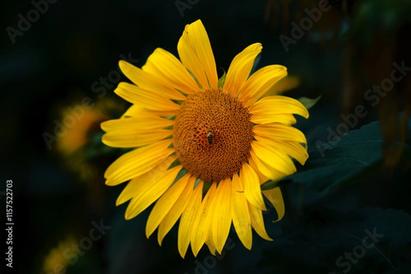 Fototapeta Bright sunflower blooms under soft evening light in garden A vibrant sunflower showcases its brilliant yellow petals, attracting a busy bee amidst lush greenery in the serene evening glow of  garden